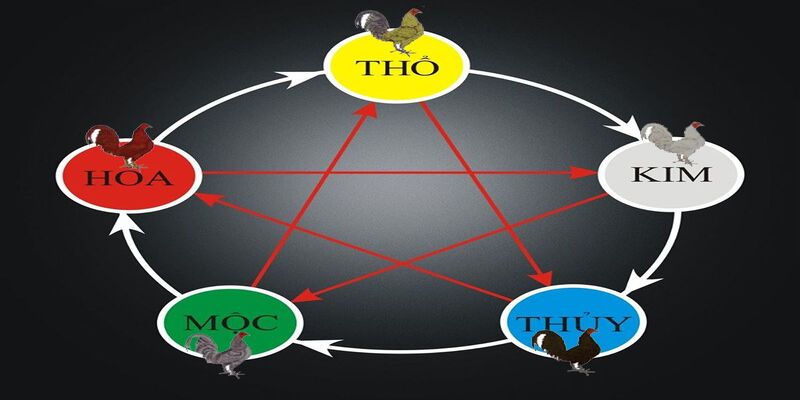 Các màu mạng gà đá có tính tương tác lẫn nhau